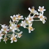 Reynoutria japonica
