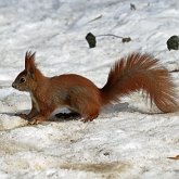 Mammals - Rodents