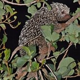 Mammals - Rodents