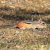 Mammals - Rodents