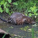 Mammals - Rodents