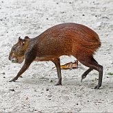 Mammals - Rodents