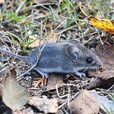 Mammals - Rodents