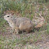 Mamíferos - Roedores