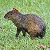 Mammif&#232;res - Rongeurs