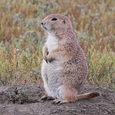 Mammifères - Rongeurs