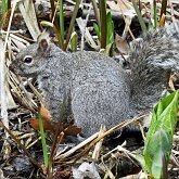 Mammifères - Rongeurs