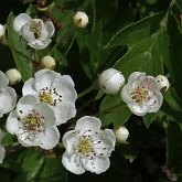 Angiospermas Eudicotiledôneas  - Rosales