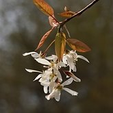 Okrytonasienne dwuliścienne - Rosales (r&#243;żowce)