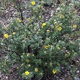 Okrytonasienne dwuliścienne - Rosales (różowce)