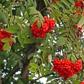Okrytonasienne dwuliścienne - Rosales (różowce)