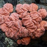 Fungos, Líquens - Russulales