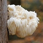Fungi, Lichens - Russulales (Russuloid agarics)