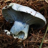 Fungi, Lichens - Russulales (Russuloid agarics)