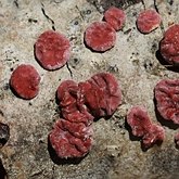 Fungi, Lichens - Russulales (Russuloid agarics)