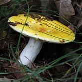 Grzyby, porosty - Russulales (gołąbkowce)