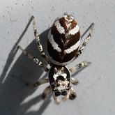 Salticus scenicus