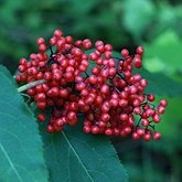 Sambucus racemosa