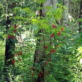 Sambucus racemosa