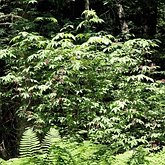 Sambucus racemosa