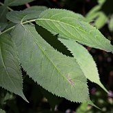 Sambucus racemosa
