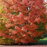 Okrytonasienne dwuliścienne - Sapindales (mydleńcowce)