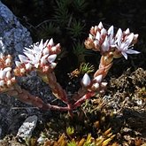 Okrytonasienne dwuliścienne - Saxifragales (skalnicowce)