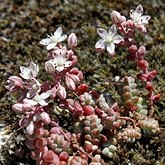 Okrytonasienne dwuliścienne - Saxifragales (skalnicowce)