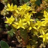Okrytonasienne dwuliścienne - Saxifragales (skalnicowce)