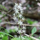 Okrytonasienne dwuliścienne - Saxifragales (skalnicowce)