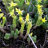Okrytonasienne dwuliścienne - Saxifragales (skalnicowce)