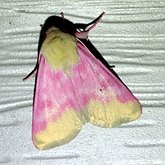 Schinia florida
