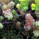 Sedum acre