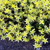 Sedum acre
