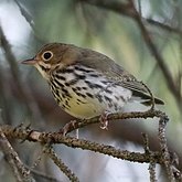 Seiurus aurocapilla