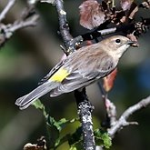 Setophaga coronata coronata