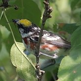 Setophaga pensylvanica