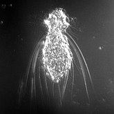 Setopus aequatorialis