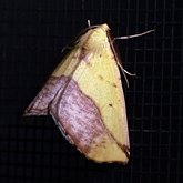 Sicya macularia