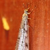 Owady - Sieciarki (Neuroptera)