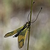 Owady - Sieciarki (Neuroptera)