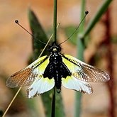 Owady - Sieciarki (Neuroptera)