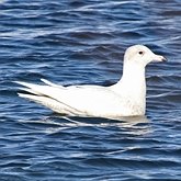 Ptaki Non Passeriformes - Siewkowe: mewowate, wydrzyki, żwirowce