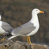 Ptaki Non Passeriformes - Siewkowe: mewowate, wydrzyki, żwirowce
