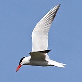 Ptaki Non Passeriformes - Siewkowe: mewowate, wydrzyki, żwirowce