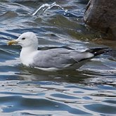 Ptaki Non Passeriformes - Siewkowe: mewowate, wydrzyki, żwirowce