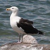 Ptaki Non Passeriformes - Siewkowe: mewowate, wydrzyki, żwirowce