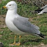 Ptaki Non Passeriformes - Siewkowe: mewowate, wydrzyki, żwirowce