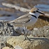 Ptaki Non Passeriformes - Siewkowe: pozostałe