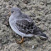 Ptaki Non Passeriformes - Siewkowe: pozostałe